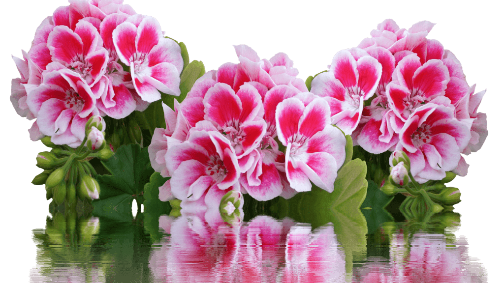 geranio|Rosa-Princess-of-Infinity-photo-Floradania1-253x300